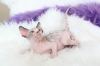 sphynx kitten for adoption